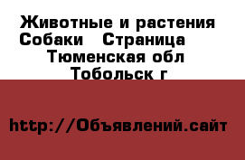 Животные и растения Собаки - Страница 11 . Тюменская обл.,Тобольск г.